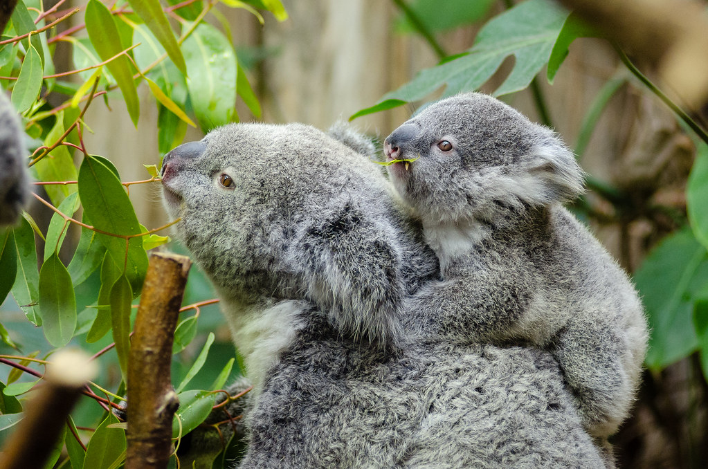 Koala by Mathias Appel