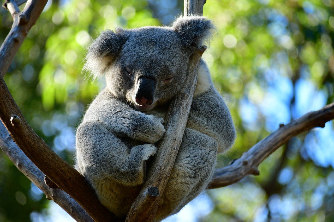 Cute Koala