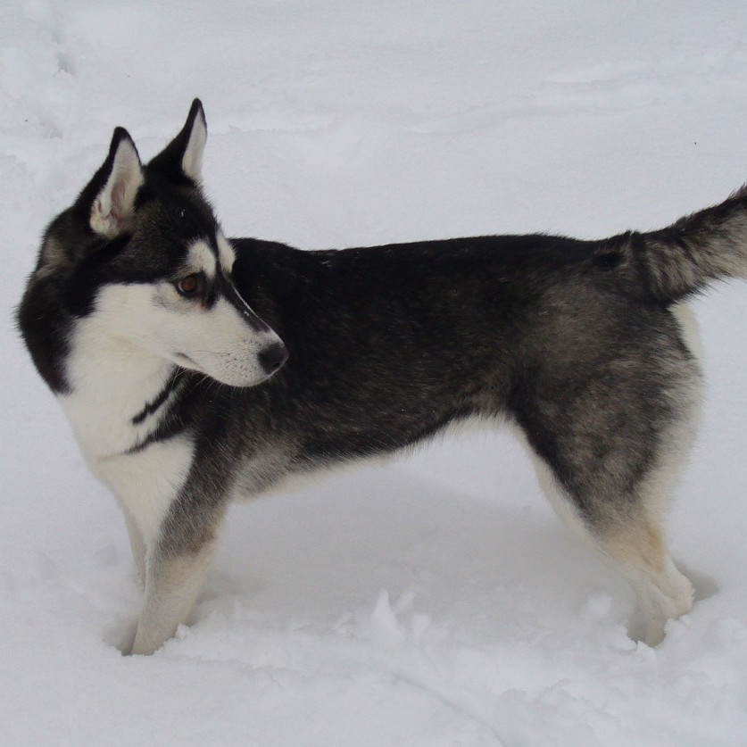 Alaskan-Klee-Kai Alaskan-Klee-Kai