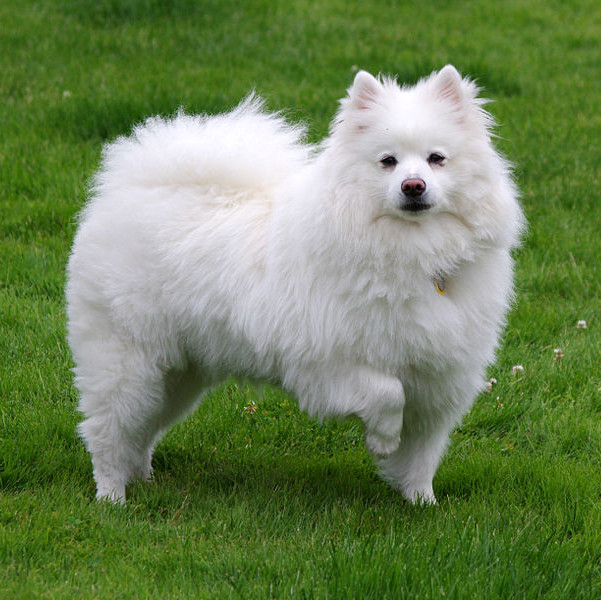 American-Eskimo American-Eskimo