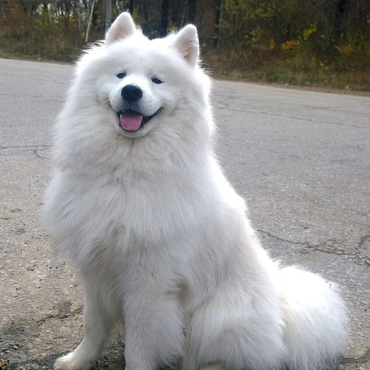 Samoyed Samoyed