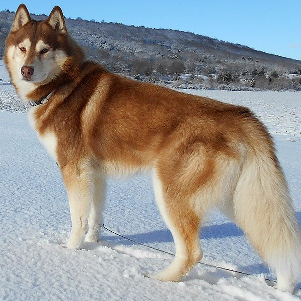 Siberian-Husky Siberian-Husky