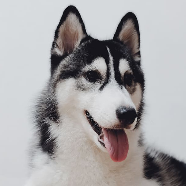 Alaskan-Husky Alaskan-Husky