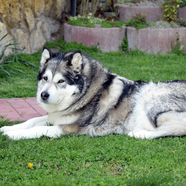 Alaskan-Malamute Alaskan-malamute