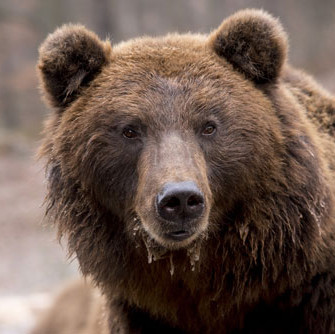 bear