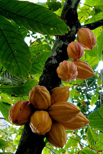 Cacao Tree with Pods
