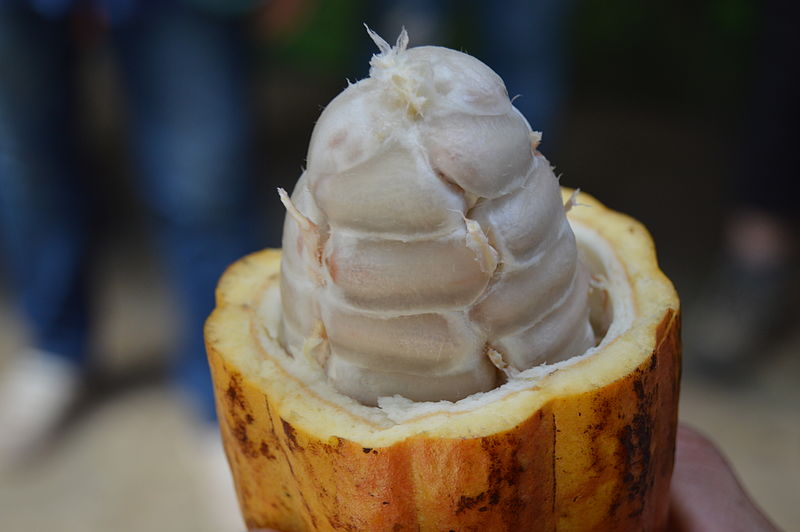 Cocoa Beans