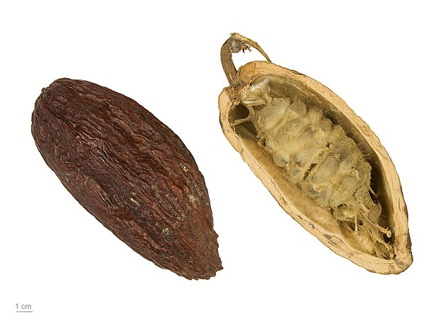 Theobroma Cacao Cut Open